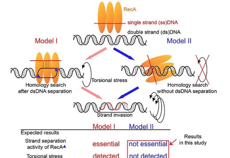 Раскрыт механизм регенерации ДНК