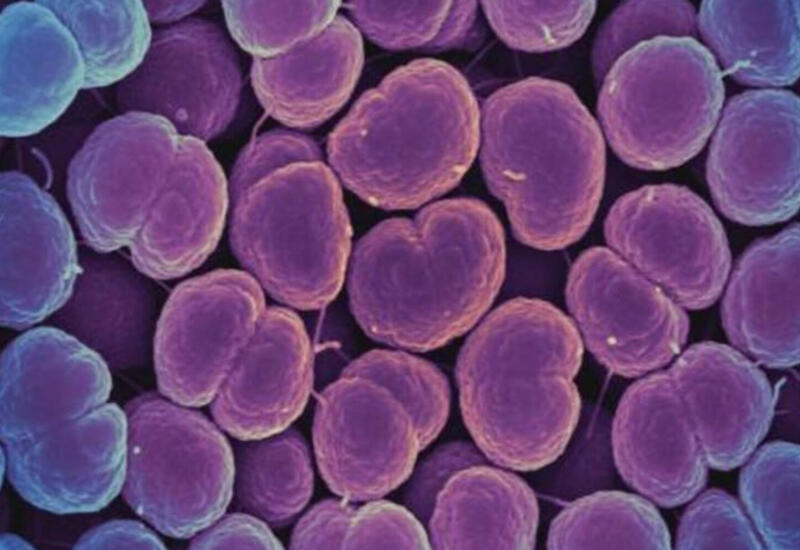 Антибиотики оказались не единственной причиной появления супербактерий