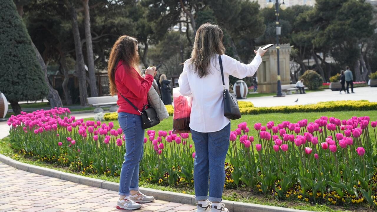 Bakı bulvarında zanbaq fəsli