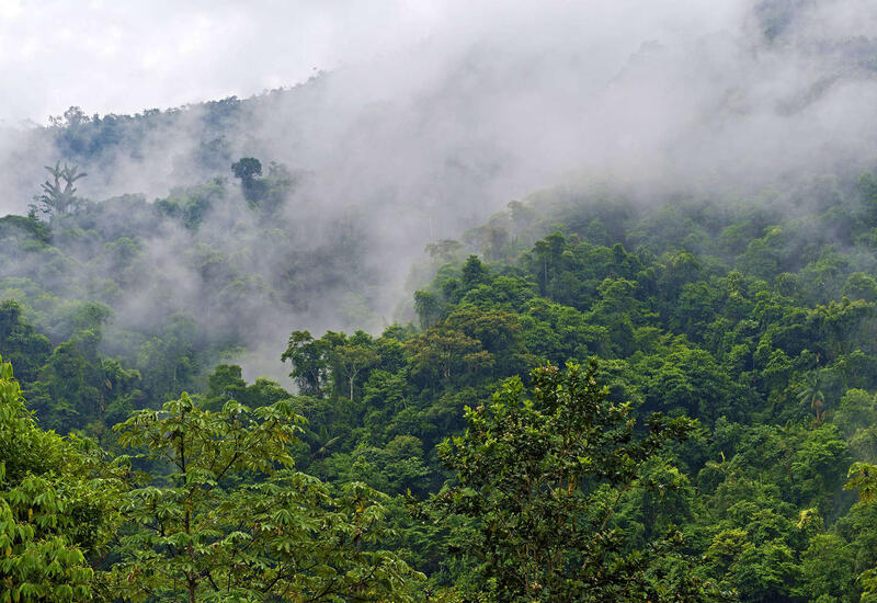 Ученые предупредили о близости коллапса дождевых лесов Амазонки