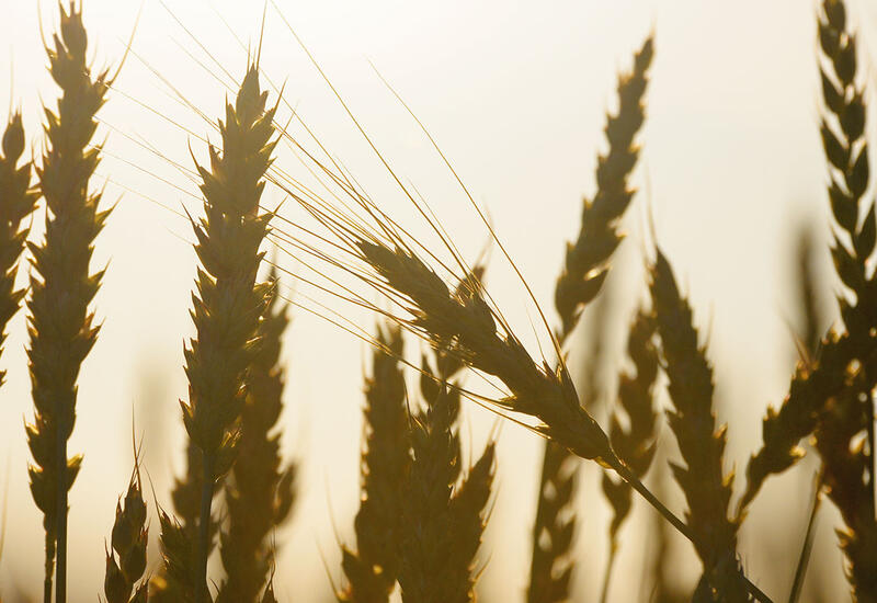 Цены на пшеницу достигли максимума за восемь месяцев