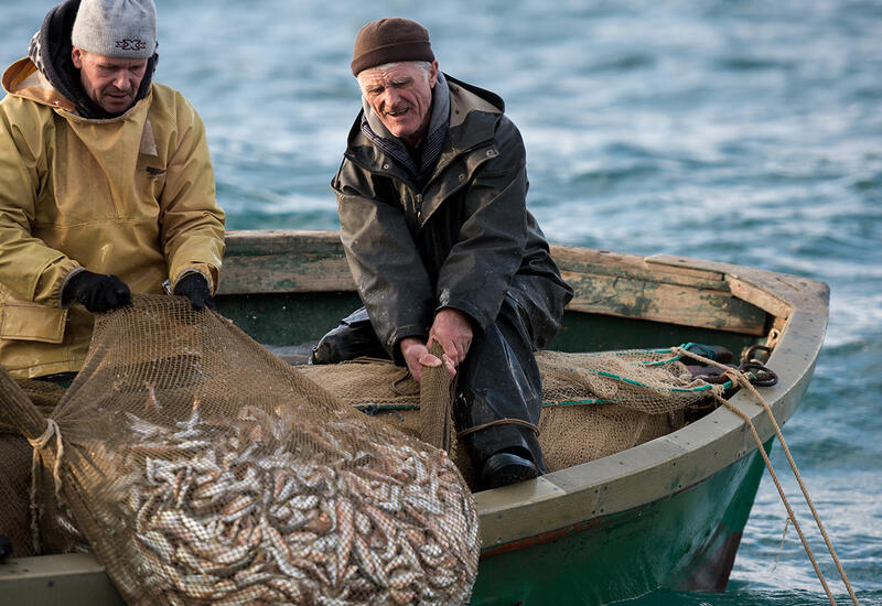 Ученые выяснили, что глобальное потепление ставит под угрозу рыболовство