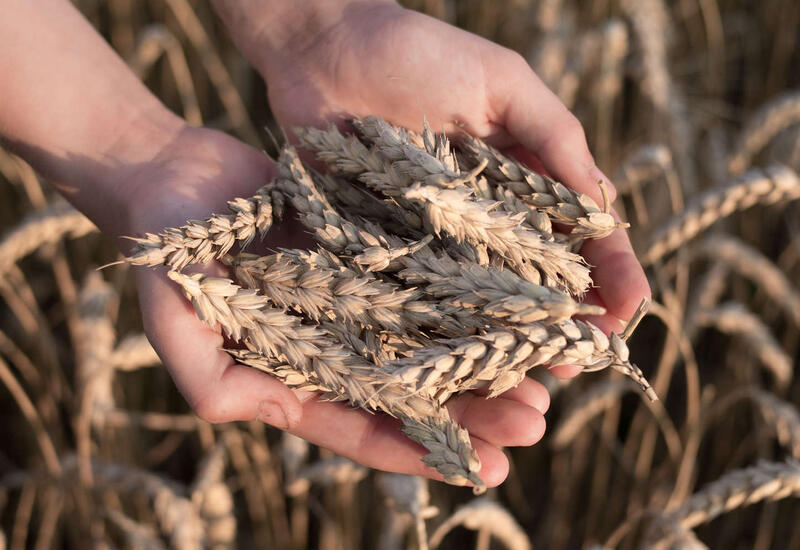 Плохая погода в России в мае может сказаться на мировом рынке зерновых