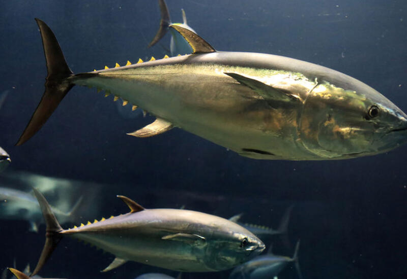 Ученые назвали виды рыб с опасными для здоровья уровнями ртути в организме