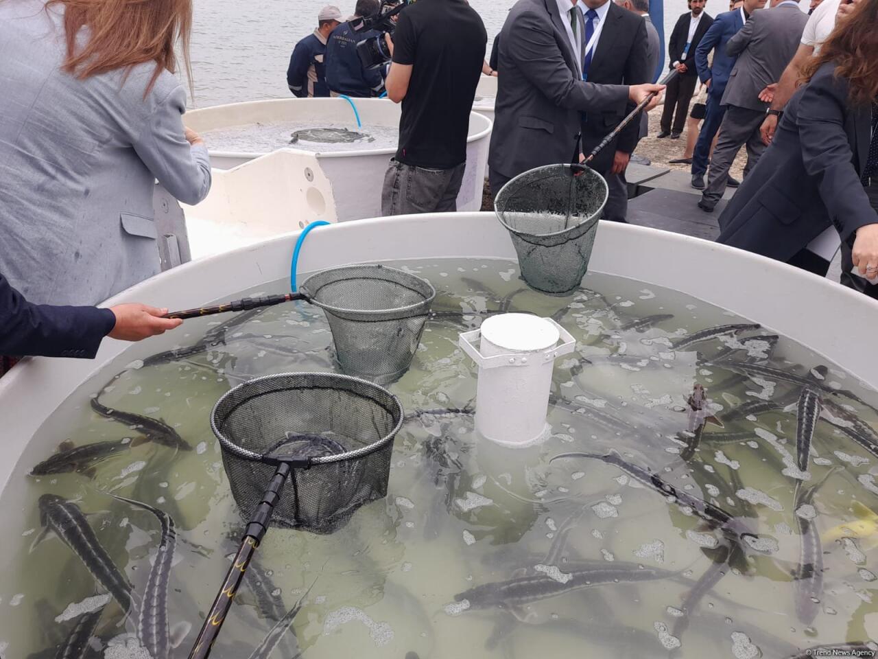 Azerbaijan Fish Farm выпустила в Каспий 50 000 мальков осетров по случаю Международного дня биоразнообразия