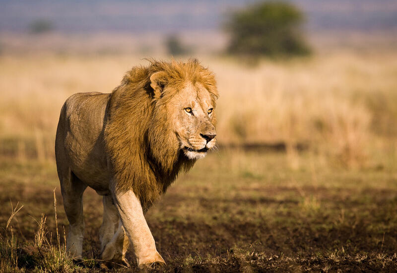 Ученые выяснили, какого хищника боятся африканские львы и слоны