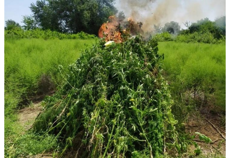 В поселке Гырмызы Базар Ходжавендского района сожжено более тонны дикой конопли