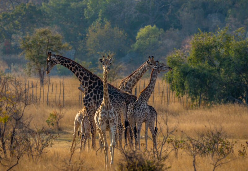 Ученые объяснили, почему у жирафов появились длинные шеи
