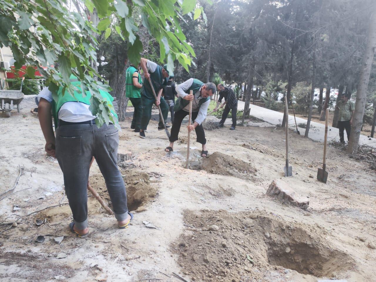 Bakıda yeni ağaclar əkilir