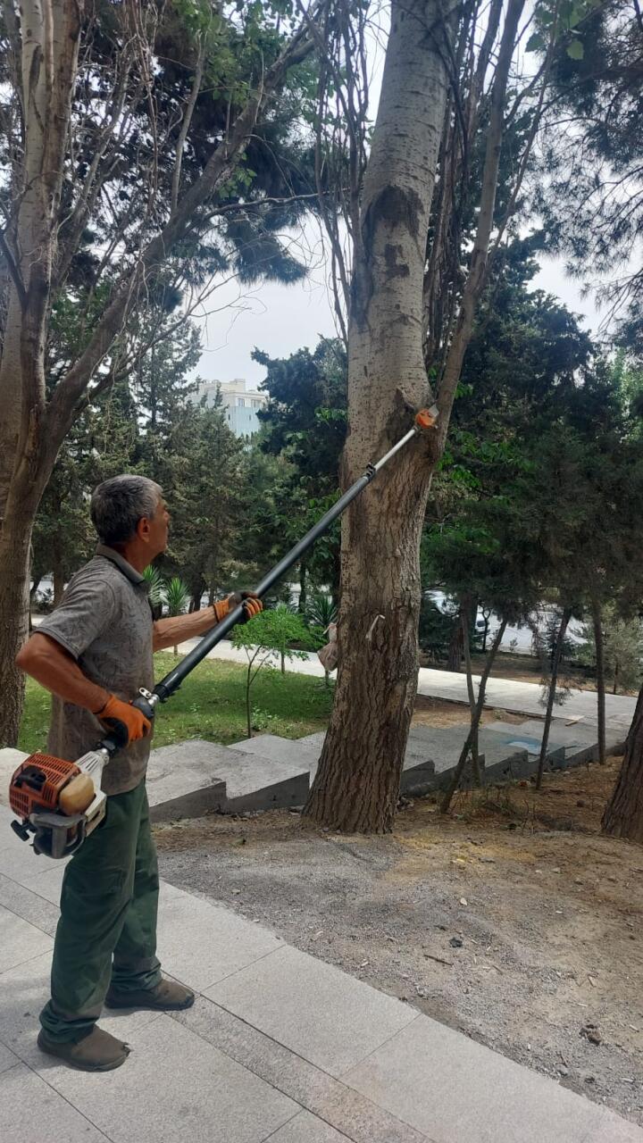 Bakıda yeni ağaclar əkilir