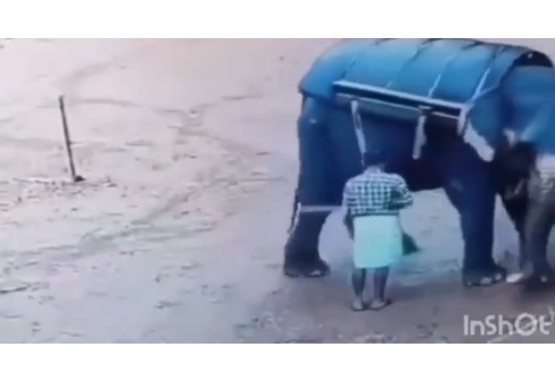 Дрессировщик слонов в Индии трагически погиб после нападения животного