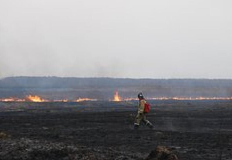 Крупные лесные пожары стали происходить на планете в два раза чаще