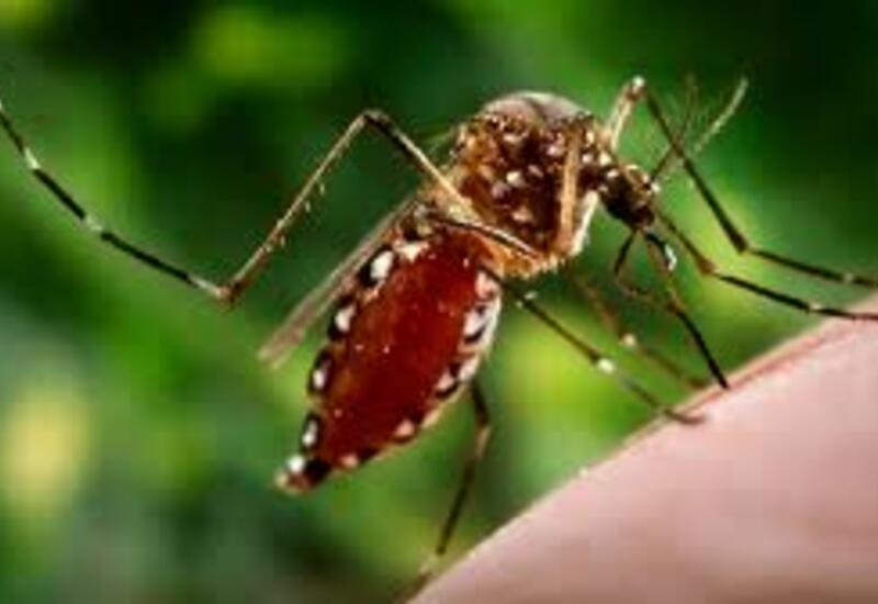 В Иране объявлена тревога в связи с лихорадкой денге