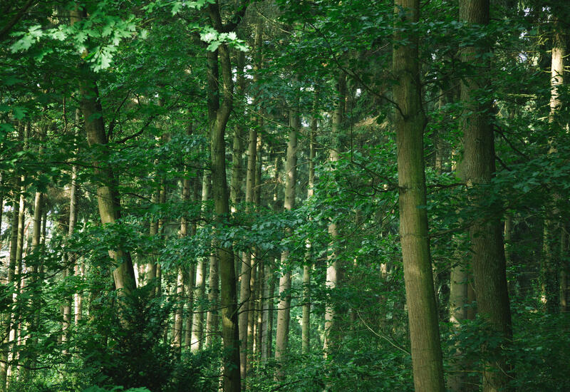 Ученые оценили практическую значимость священных лесов