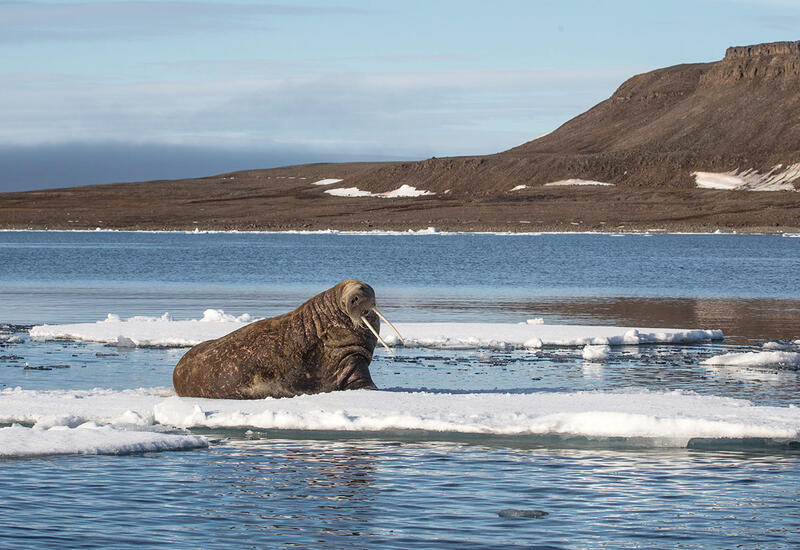 Ученые предупредили о риске вымирания донных рыб в Арктике из-за климата