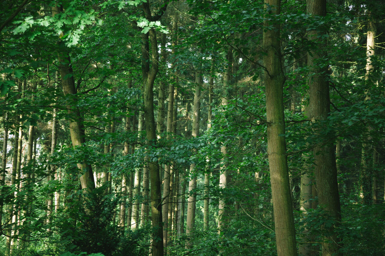 Ученые оценили практическую значимость священных лесов