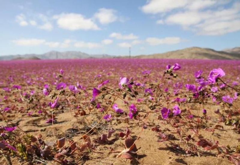 Невероятное зрелище: цветы расцвели в самом засушливом месте планеты