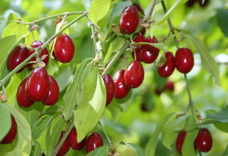 The magical effects of cranberries