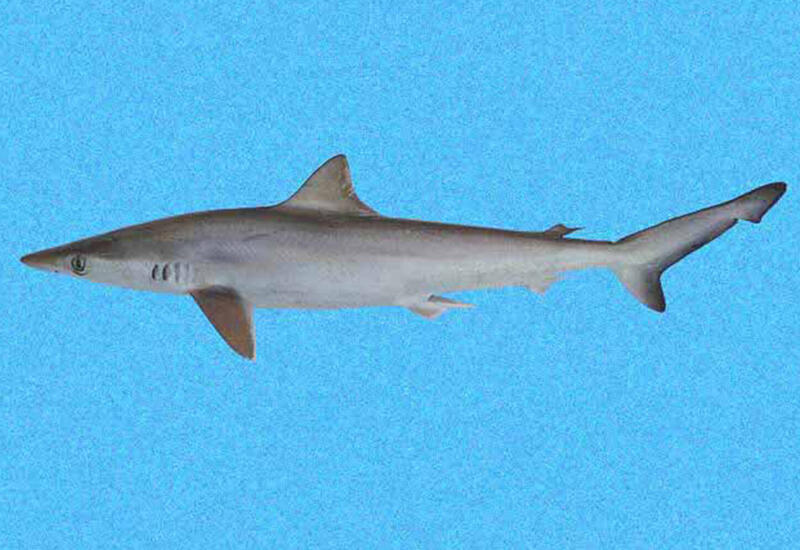 «Кокаиновые акулы» в водах Бразилии встревожили ученых
