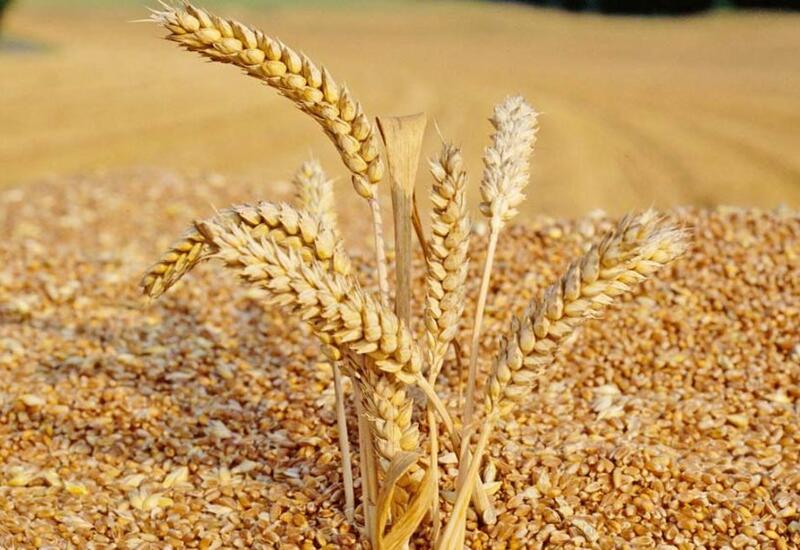 Казахстан готов поставлять в Азербайджан свыше 1 млн тонн пшеницы