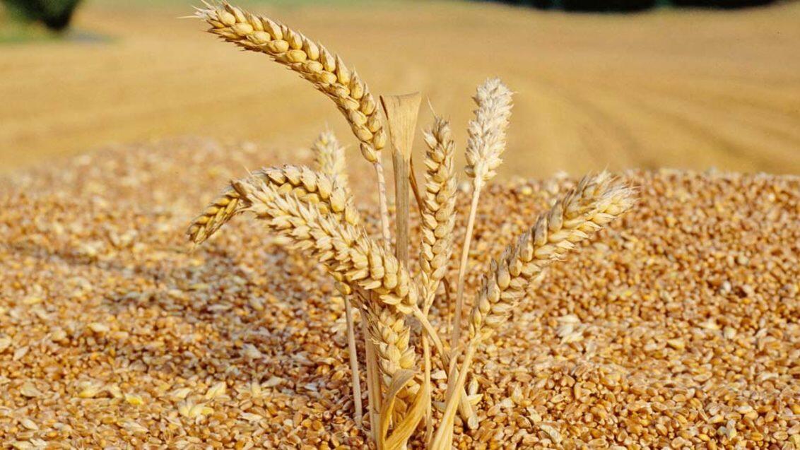 Казахстан готов поставлять в Азербайджан свыше 1 млн тонн пшеницы