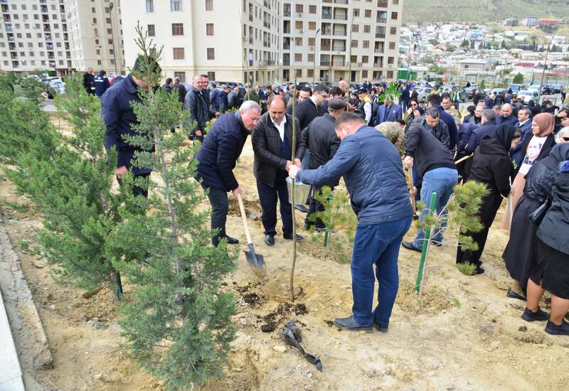 Səbail rayonunda "Yaşıl dünya naminə həmrəylik ili" çərçivəsində növbəti ağacəkmə aksiyası keçirilib