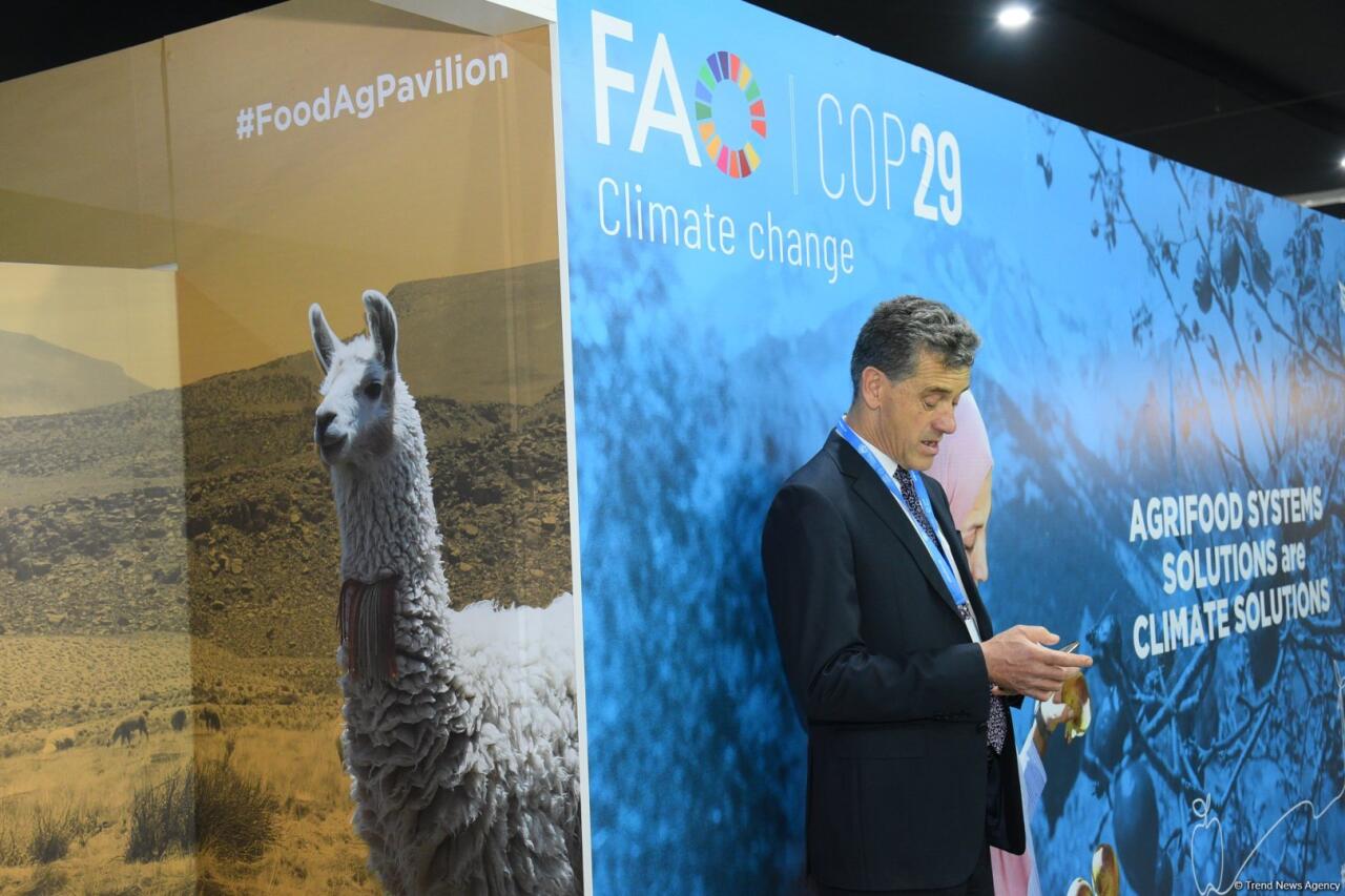 COP29-un onuncu günündən