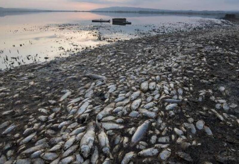 В чем причина уменьшения рыбы в Каспийском море?