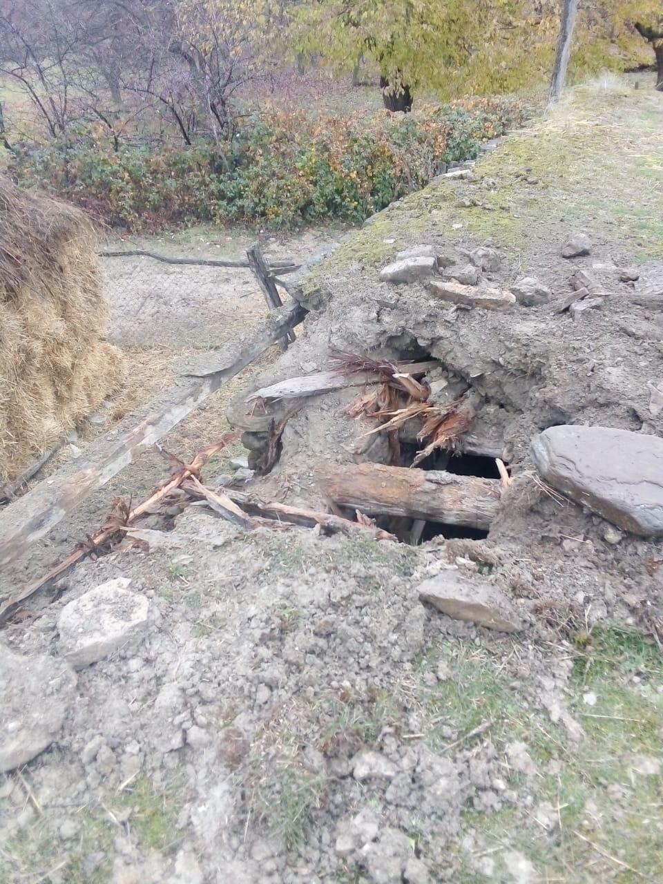 Нападение медведя на село в Азербайджане: разорван скот и есть повреждения