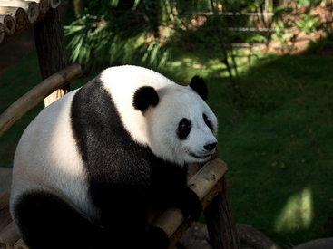 Родилась первая панда за 2016 год