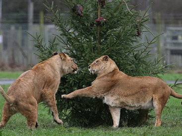 В шотландском зоопарке для львов "нарядили" необычные елки - ФОТО