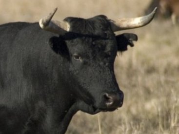 В столице Армении на человека напал бык