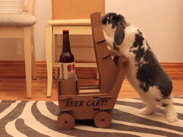 Толстый кролик научился приносить хозяину пиво - ВИДЕО