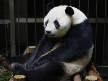Эта панда заинтересовала сотни туристов