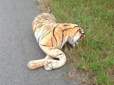 В США женщина испугалась плюшевого тигра и вызвала полицию