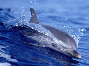 В Мексике спасли 11 дельфинов