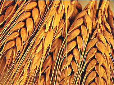 Достаточно ли зерна в Азербайджане: мнение эксперта