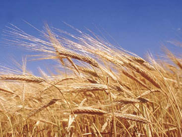 Обнародованы запасы зерна в Азербайджане
