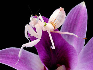 Орхидейные красавцы-богомолы - ФОТОСЕССИЯ