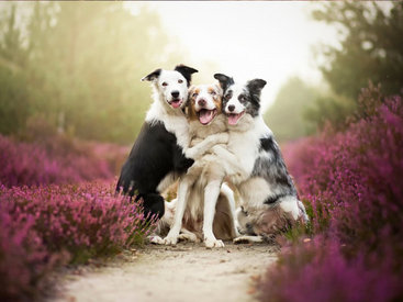Самые красивые снимки собак, которые мы когда-либо видели - ФОТОСЕССИЯ
