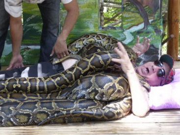 Лечение питонами: 250-килограммовые змеи "окутали" тело мужчины - ФОТО