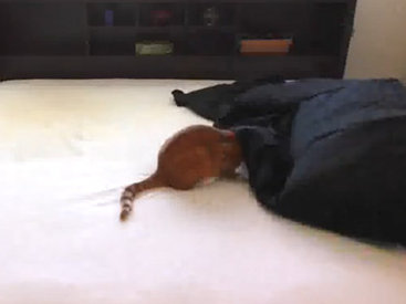 Как заправить постель, если у вас живет кот - ВИДЕО