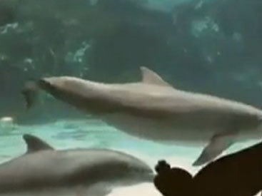 Девушке удалось рассмешить дельфина - ВИДЕО