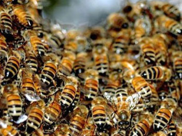 В США перевернулся грузовик с 500 миллионами пчел
