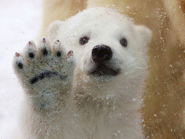 В зоопарке Японии белого медведя вкусно спасли от жары