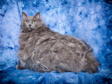 Толстый кот Король Лев: миссия - похудеть - ФОТОСЕССИЯ