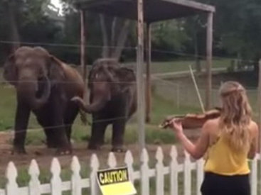 Слоны станцевали под музыку Баха - ФОТО - ВИДЕО