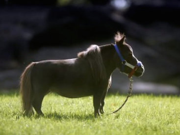 Самая маленькая лошадь в мире помогает больным детям - ФОТОСЕССИЯ