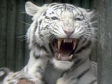 Жителей Тбилиси напугали рычанием тигра