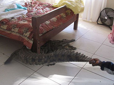 Сюрприз на утро: мужчина проспал с крокодилом всю ночь - ФОТО